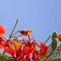 Turks & Caicos native flowers.
