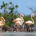 Turks & Caicos national bird, the Pink Falmingo. 
